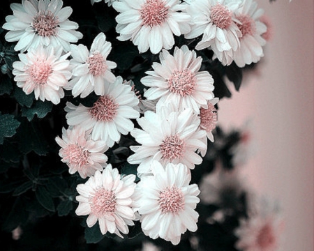 Daisies - flowers, white, petals, daisy