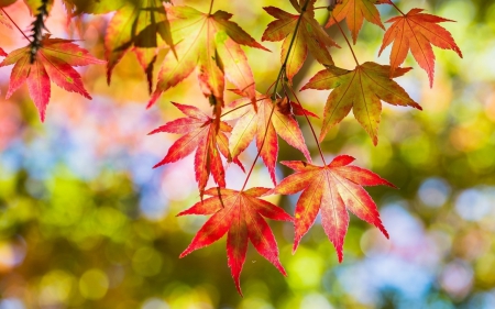 Red leaves - fall, autumn, photography, tree, leaf