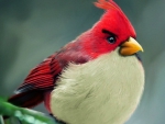 Cute Bird