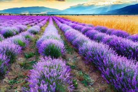 Lavender Field - purple, blossoms, landscape, rows, color