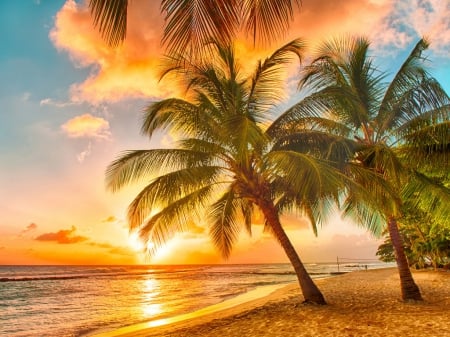 Ocean - ocean, trees, night, palm, pool