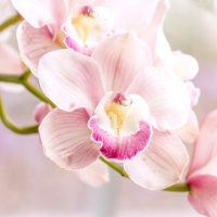 Orchids