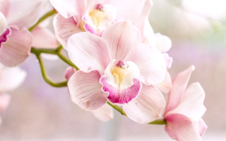 Orchids - orchid, flower, pink, beautiful