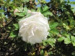 White rose