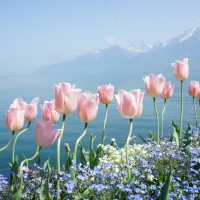 Pink tulips