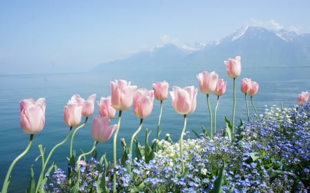 Pink tulips - flowers, sea, mountains, pink tulips