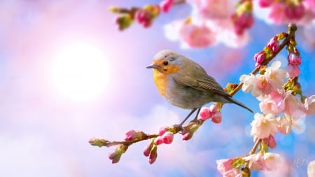 Spring Buds and Bird - bird, bokeh, sakura, cherry blossoms, spring, light, flowers, fresh, sun