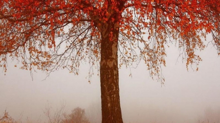 Foggy Autumn - fog, nature, tree, autumn