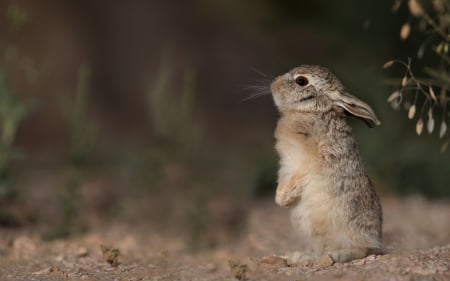 Rabbit - sweet, rabbit, little, cute