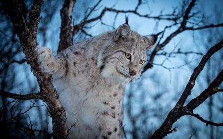 Lynx - animal, lynx, wild, cat