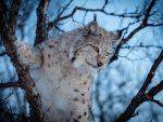 Lynx