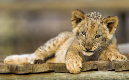 Lion cub - cub, animal, cat, paw, lion