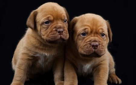 Dogue de Bordeaux - dogue de bordeaux, puppy, animals, dog