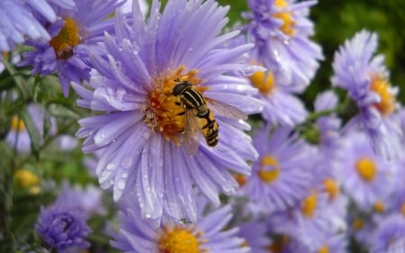 Bee - flowers, bug, bee, animals