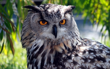 Owl - owl, animals, bird, eyes