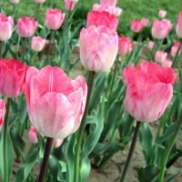 Pink Tulips