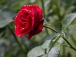 Red rose