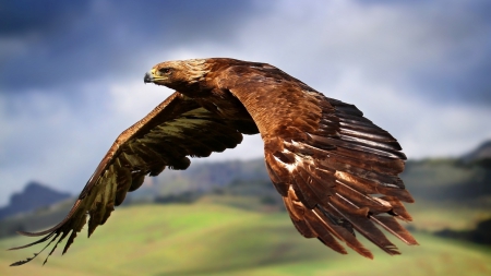 In flight - eagle, background, 1920x1080, cool