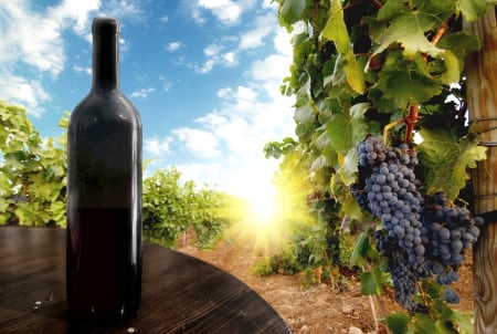 The rays of the sun - winery - grapes, wine, bottle, winery, The rays of the sun