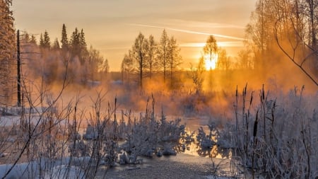 Winter - sunset - forest, winter, landscape, sunset, mist