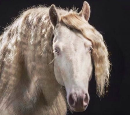 Gypsy horse - white, mane, blue, eyees