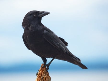 Crow - alone, black, sky, above