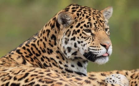 Leopard - beautiful, leopard, animal, nature