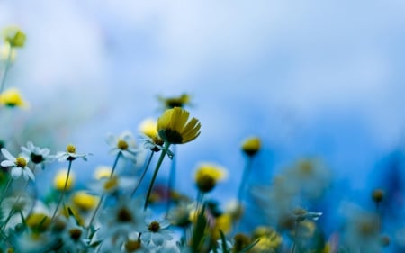 Wildflowers  flowers - flowers, yellow, Wildflowers, sky