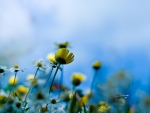 Wildflowers  flowers