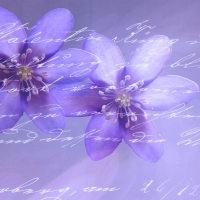 Blue Flower Background