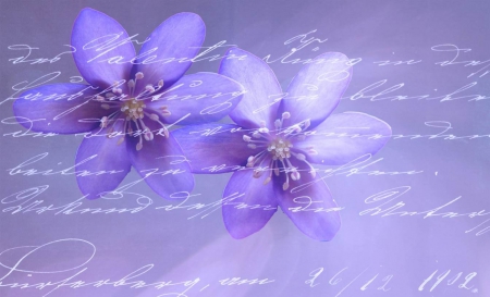 Blue Flower Background