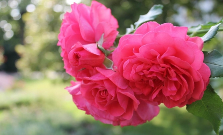 Amazing Pink Roses - nature, roses, pink, beautiful, flowers