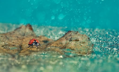 Ladybug - rain - insect, ladybug, stone, rain