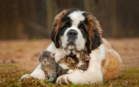 Dog  Bernard and small cats - bernard, dog, cats, kittens, positive, st bernard, animal, small