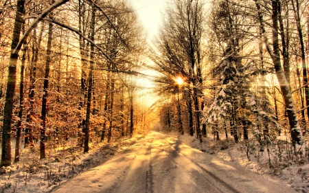 Winter - the rays of the sun - winter, forest, the rays of the sun, snow