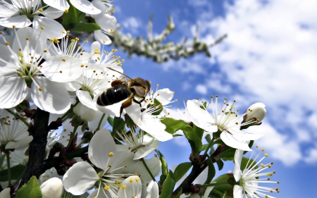 Bee - blooming tree - Bee, insect, tree, blooming