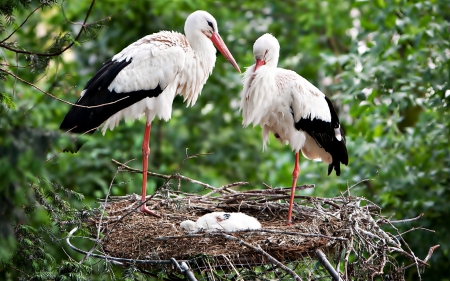 Two storks and small - birds, nest, storks, Two, young