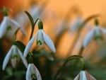 White flowers