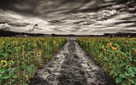 Flowers - sunflowers - road, sunflowers, farm, Flowers