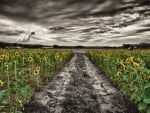 Flowers - sunflowers