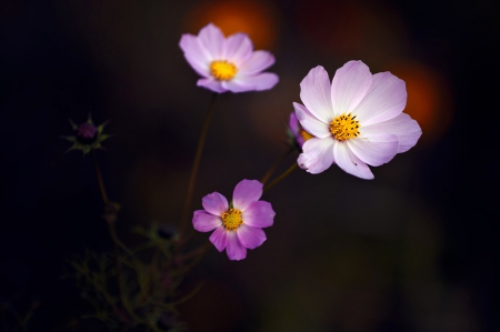 Amazing Purple - lovely, flower, purple, amazing