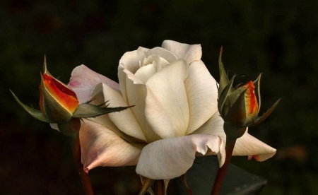 White Rose - beautiful, white, flower, rose