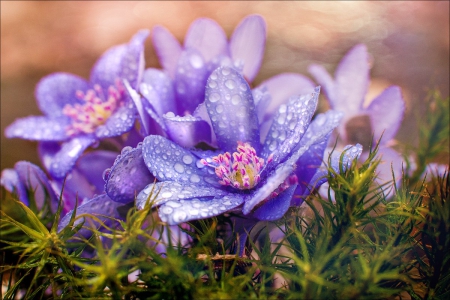 Flowers - nature, purple, flowers, soft