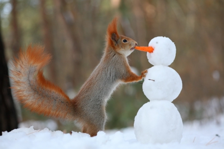 :) - cute, squirrels, snowman, winter