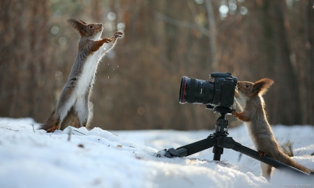 :) - squirrels, winter, animals, camera