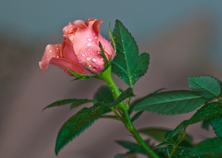 Rose - rose, delicate, flower, pink