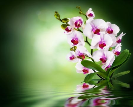 â•°âŠ°âœ¿â™¡âœ¿âŠ±â•® - white, green, flower, orchid