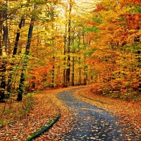 AUTUMN FOREST ROAD