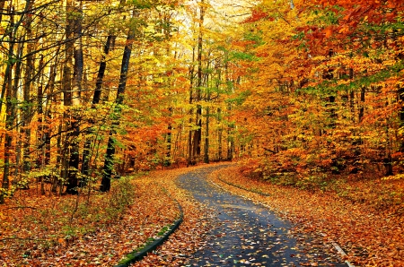 AUTUMN FOREST ROAD