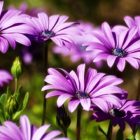 Purple Flowers